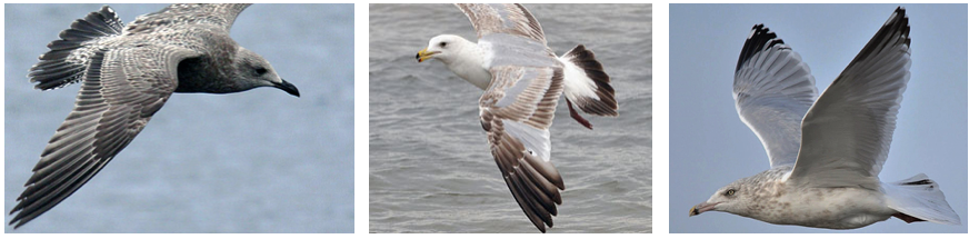 Herring Gull (Larus argentatus) – Operation SPLASH (Stop Polluting ...