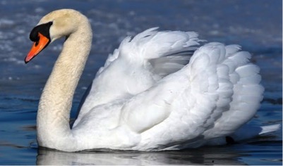 Mute Swan 1