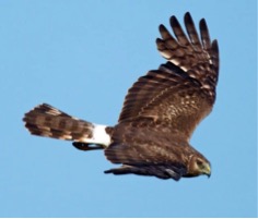 Northern Harrier 1b